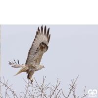 گونه سارگپه پا بلند Long-legged Buzzard